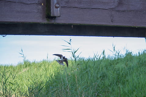 Swallow, Bird, Flight, Spring, Nature, bird, flight, animal, wild, wildlife, silhouette, symbol, flying, wing, animal themes, one animal, grass, animals in the wild, day, animal wildlife, plant, vertebrate, green color, field, land, no people, growth, outdoors, focus on foreground, 4K, CC0, public domain, royalty free