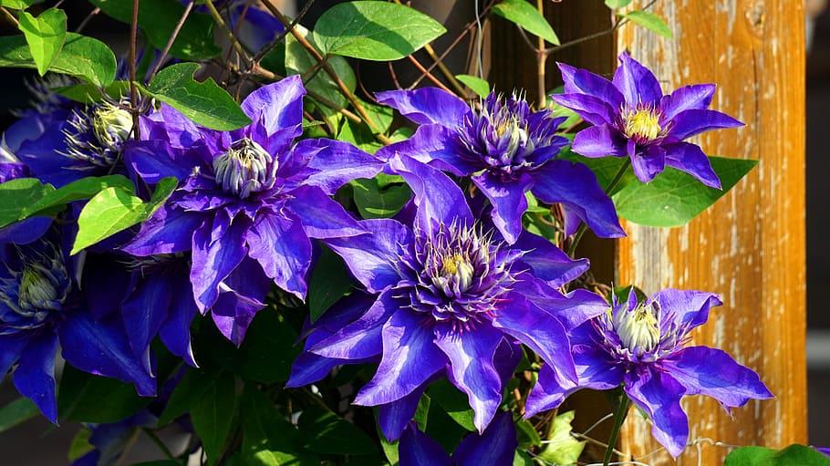 klematis, blå, blomst, blomstrende plante, plante, sårbarhed, skrøbelighed, friskhed, skønhed i naturen, lilla, kronblad, vækst, blomsterhoved, blomsterstand, tæt på, blad, plante del, natur, ingen mennesker, dag, botanik, udendørs, forår, 5K