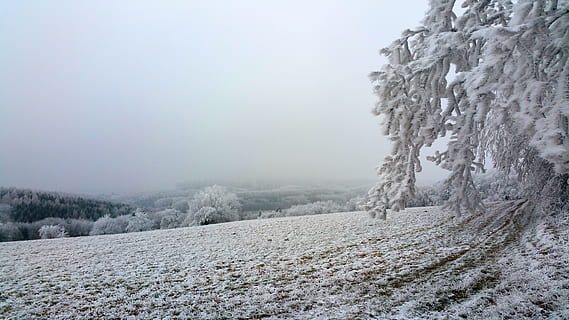 vinterlige, rimfrost, Skov, felter, frost, vinter, kold, moden, humør, atmosfære, kold temperatur, sne, miljø, scenics - natur, rolig scene, skønhed i naturen, træ, Frosset, ro, natur, plante, landskab, jord, tåge, ikke-urbane scene, ingen mennesker, dag, udendørs, fyrretræ, nåletræ, ekstremt vejr, fyrreskov, sner, 5K, CC0, offentligt domæne, royaltyfrie