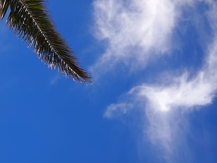 blå himmel, Sky, Palmer, blad, mabori kaigan, hav, tokyo bay, Kanagawa Japan, Yokosuka, japan, antomasako, blå, himmel, hvid, plante, natur, sky - himmel, skønhed i naturen, lav vinkel visning, træ, ingen mennesker, vækst, ro, Palme træ, dag, tropisk klima, palmblad, udendørs, plante del, sollys, scenics - natur, tropisk træ, 4K, CC0, offentligt domæne, royaltyfrie