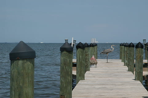 Dock, Kran, Florida, Seebrücke, Miami, Bucht, Strände, Küste, Ufergegend, Marine, nautisch, Hafen, Seehafen, Deck, Küsten, Wasservögel, Vogel, Tier, Schnabel, Seevogel, Umgebung, Vögel beobachten, Meer, Holz - Material, Natur, Anlegesteg, Wasser, keine Leute, draußen, Himmel, Tag, Schönheit in der Natur, klarer Himmel, ruhige Szene, Richtung, der Weg nach vorn, Ruhe, Szenen - Natur, Horizont über Wasser, Post, Holzpfosten, 2K, CC0, gemeinfrei, lizenzfrei