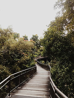 bridge, environment, foliage, footpath, forest, handrails, leaves, metal railings, nature, outdoors, path, pathway, scenic, sky, trees, walk, way, wooden, wooden planks, woods, tree, plant, direction, railing, connection, built structure, architecture, clear sky, the way forward, growth, footbridge, green, day, no people, bridge - man made structure, 2K, CC0, public domain, royalty free