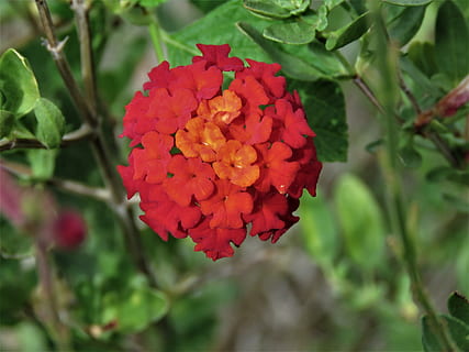 blomst, lille bitte, rød, orange, rust, have, blomstrende plante, plante, skønhed i naturen, kronblad, friskhed, sårbarhed, skrøbelighed, vækst, blomsterstand, blomsterhoved, tæt på, plante del, blad, fokus på forgrunden, natur, dag, ingen mennesker, park - mand skabt plads, lantana, flok blomster, 4K, CC0, offentligt domæne, royaltyfrie
