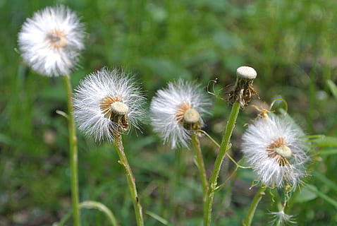 løvetann, vind, blåser, vår, natur, ugress, bris, delikat, blomst, blomstrende plante, anlegg, friskhet, skjørhet, sårbarhet, vekst, skjønnhet i naturen, nærbilde, fokusere på forgrunnen, blomsterhodet, inflorescence, ingen folk, dag, plantestamme, felt, hvit farge, land, utendørs, mykhet, løvetannfrø, 4K, CC0, offentlig domene, opphavsrett gratis