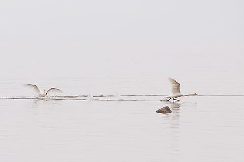 cigni che spruzzano acqua, cigni, acqua, animali, uccello, natura, animale, volante, all'aperto, mare, gabbiano, riflessione, lago, temi animali, un animale, nessuno, animali allo stato selvatico, fauna selvatica, vertebrato, gruppo di animali, due animali, lungomare, nuoto, uccello acquatico, giorno, bellezza nella natura, 4K, CC0, dominio pubblico, privo di copyright