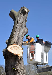 tronc, arbre, tronc de l'arbre, fusta, llenyataire, tir, serrada, rodes de tall, massacre, registre, tall de fusta, tassa, cel, cel clar, dia, art i artesania, representació, vista d’angle baix, naturalesa, escultura, blau, estàtua, representació humana, homes, persones reals, semblança masculina, gent, creativitat, treball, ocupació, llum solar, a l'aire lliure, 4K, CC0, domini públic, lliure de regalies
