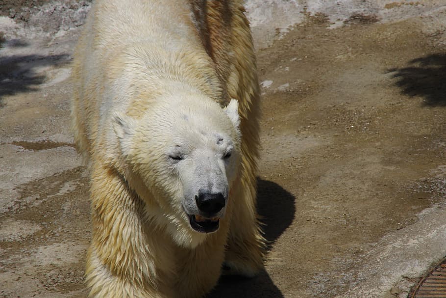 orso polare, un animale, orso, fauna selvatica, temi animali, mammifero, la neve, animale, vertebrato, animali allo stato selvatico, giorno, nessuno, vista dall'alto, zoo, animali in cattività, all'aperto, natura, parte del corpo animale, avvicinamento, zoologia, testa di animale, 2K