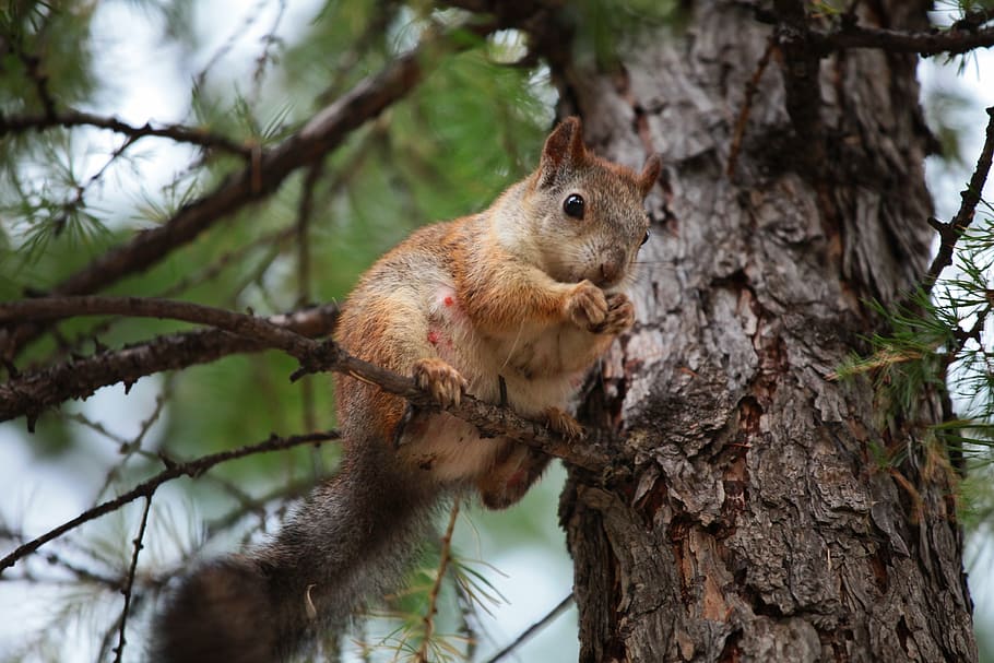 esquilo, árvore, segurando, mãos, natureza, animais, parque, Parque da Cidade, floresta, na floresta, pinho, tronco de árvore, um animal, animais selvagens, animais em estado selvagem, ninguém, ramo, focar em primeiro plano, temas animais, animal, roedor, mamífero, plantar, tronco, vertebrado, dia, ao ar livre, escalada, 5K