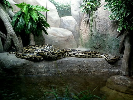 pitone, boa constrictor, serpente, rettili, zoo, animali, terrario, grigio, Marrone, pianta, natura, nessuno, giorno, albero, fauna selvatica, animali allo stato selvatico, roccia, temi animali, vertebrato, solido, animale, roccia - oggetto, crescita, un animale, parte vegetale, all'aperto, animali in cattività, colore verde, 1080P, CC0, dominio pubblico, privo di copyright
