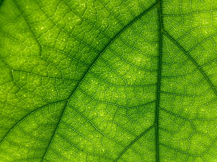 makrofotografering, blad, grøn, makro, struktur, Patten, tæt på, grønt blad, flora, vener, plante, grønne blade, natur, økologi, naturlig, frisk, fuld ramme, baggrunde, tekstureret, bladvenen, grøn farve, ingen mennesker, plante del, vækst, naturligt mønster, skønhed i naturen, friskhed, mønster, dag, ekstrem nærbillede, udendørs, renhed, 2K, CC0, offentligt domæne, royaltyfrie