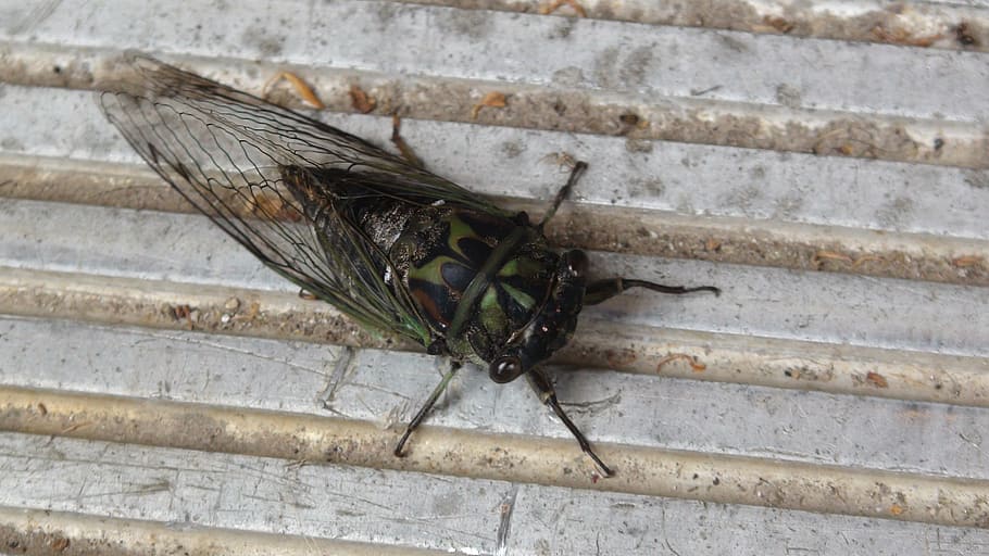 cicada, klaida, Creepy, Saunus, pobūdį, vabzdžiai, Viskonsinas, vabzdys, gyvenimą, kūnas, apvalkalas, aplinką, natūralus, vienas gyvūnas, gyvūnų gyvūnija, gyvūnų temos, gyvūnams, nėra žmonių, dieną, lauke, Iš arti, bestuburiai, gyvūnas, sienų kūrimo funkcija, aukšto kampo vaizdas, gyvūnų sparnas, sutelkti dėmesį į naujas žinias, skristi, sienos, mediena - medžiaga, tiesiogiai virš, 4K