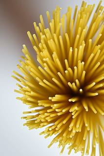 verwischen, Makro, Schärfe, schließen, Spaghetti, Nudeln, Blume, Gelb, Studioaufnahme, Zerbrechlichkeit, Frische, Nahansicht, keine Leute, italienisches Essen, Stillleben, Pasta, große gruppe von gegenständen, drinnen, Rohkost, Zahnstocher, Fülle, Essen und Trinken, High Angle View, weißer Hintergrund, Pflanze, Verletzlichkeit, Blütenkopf, 4K, CC0, gemeinfrei, lizenzfrei