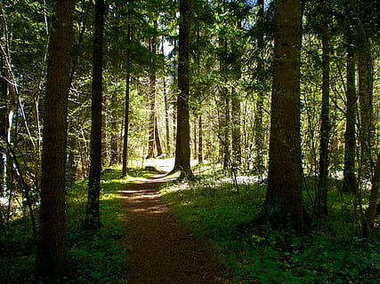 vår, skog, natur, humør, grønn, trær, glade, trestamme, tre, ingen folk, anlegg, land, skjønnhet i naturen, ro, stamme, vekst, rolig scene, ikke-urbane scene, veien forover, naturskjønnhet - natur, retning, sollys, dag, grønn farge, utendørs, sti, trebaldakin, 2K, CC0, offentlig domene, opphavsrett gratis