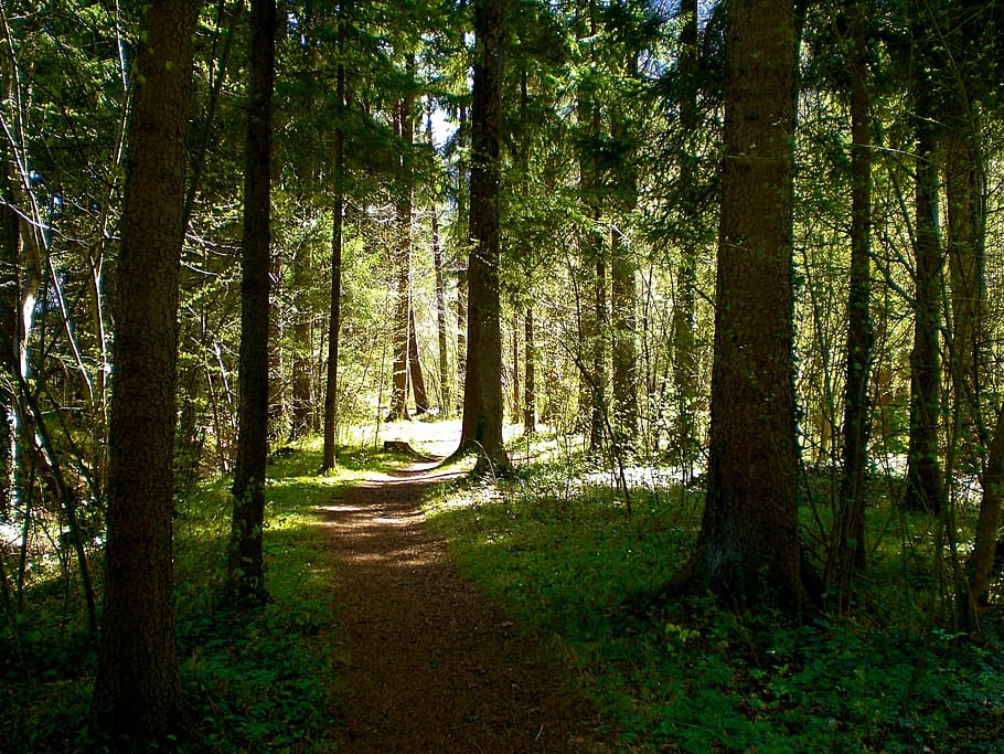 vår, skog, natur, humør, grønn, trær, glade, trestamme, tre, ingen folk, anlegg, land, skjønnhet i naturen, ro, stamme, vekst, rolig scene, ikke-urbane scene, veien forover, naturskjønnhet - natur, retning, sollys, dag, grønn farge, utendørs, sti, trebaldakin, 2K
