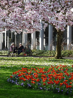 primavera, umano, parco, albero, donna, natura, giardino, fiore, pianta fiorita, pianta, crescita, fragilità, vulnerabilità, freschezza, bellezza nella natura, architettura, parco - spazio creato dall'uomo, struttura costruita, uomini, giorno, fiorire, persone reali, attività di svago, colore rosa, all'aperto, colonna architettonica, fiore di ciliegio, ciliegio, testa di fiore, 2K, CC0, dominio pubblico, privo di copyright