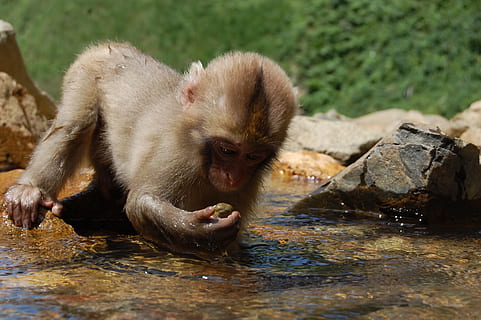selektiv, fokus fotografie, Affe Trinkwasser, Affe, jung, Rock, suchen, Tierwelt, Natur, wild, tropisch, exotisch, süß, Primas, Baby, Tierthemen, Tier, Säugetier, Wasser, Tiere in freier Wildbahn, ein Tier, Wirbeltier, keine Leute, Rock - Objekt, Ufergegend, See, Tag, solide, Fokus auf den Vordergrund, draußen, Trinken, Tierkopf, 2K, CC0, gemeinfrei, lizenzfrei