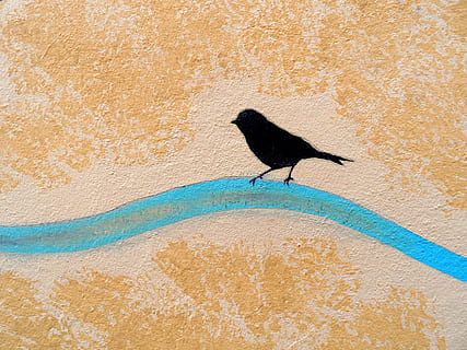 paret, ocell, padova, graffiti, artista, graffiti, artista, un animal, animals a la natura, fauna animal, temes d'animals, animal, vertebrats, funció de construcció de parets, cap gent, dia, a l'aire lliure, arquitectura, naturalesa, estructura construïda, textura, posat, primer pla, pintura, pintat, 4K, CC0, domini públic, lliure de regalies