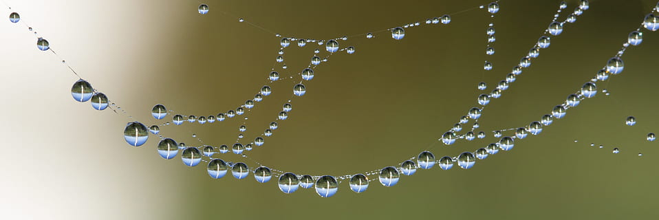 water, lens, blur, dew, beaded, beads, bubble, clean, clear, close, close-up, cobweb, dewdrop, dewdrops, drip, drop, drop of water, droplet, droplets, drops of water, focus, macro, network, purity, rain, raindrop, raindrops, spider, spiderweb, waterdrops, web, wet, studio shot, wealth, jewelry, luxury, necklace, indoors, no people, pearl jewelry, love, positive emotion, fragility, nature, decoration, vulnerability, shiny, personal accessory, 4K, CC0, public domain, royalty free