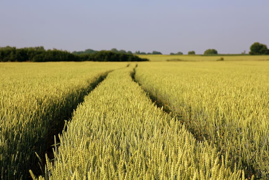 foto de paisatge, camp d'arròs, camp, blat, blat de moro, paisatge, primavera, maduració del gra, agricultura, el cultiu de, cereals, vista, cultius de camp, naturalesa, feudo, assolellat, escena rural, terra, creixement, cultiu, granja, medi ambient, planta, escenics - natura, planta de cereals, tranquil·litat, cel, bellesa a la natura, escena tranquil·la, dia, menjar, cap gent, a l'aire lliure, madur, 5K