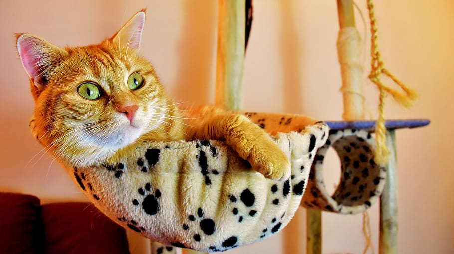 arancia, soriano, gatto, albero di gatto, rosso, rilassato, riposo, carina, sgombro, tigre, dolce, coccolone, animale, gatto domestico, pelliccia, mondo animale, animale domestico, faccia di gatto, giovane gatto, giocoso, tabby rosso sgombro, gattino, gatto rosso, animali domestici, domestico, felino, mammifero, temi animali, in casa, un animale, nessuno, concentrarsi sulle conoscenze acquisite, ritratto, sospeso, avvicinamento, guardando la fotocamera, analizzare, cercare, guardare, vertebrato, baffo, testa di animale, 4K