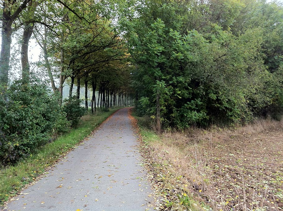 departe, octombrie, gri, copaci, bulevard, arbuști, frunze, modificări de culoare, toamnă, ţintă, urmă, marginea drumului, drumeții, mergi la plimbare, verde, maro, natură, apărea, timpul anului, dispozitie, singuratic, trist, drum, asfalt, mers pe jos, toamna frunze, plantă, copac, creştere, calea de urmat, direcţie, liniște, frumusețe în natură, nici o persoana, o scenă liniștită, Culoarea verde, zi, cărare, transport, diminuarea perspectivei, iarbă, în aer liber, scenice - natura, teren, treelined, 2K