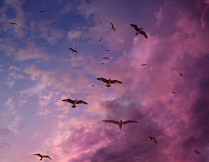meeuwen, hemel, vlucht, wolk, stol, vogelstand, coulissen, vogel, dierlijke thema's, dierenleven, dier, vliegend, gewerveld, dieren in het wild, wolk - lucht, groep dieren, lage hoekweergave, spreid vleugels, zwerm vogels, mid-air, grote groep dieren, natuur, geen mensen, silhouet, beweging, vrijheid, zeemeeuw, 2K, CC0, publiek domein, royaltyvrij