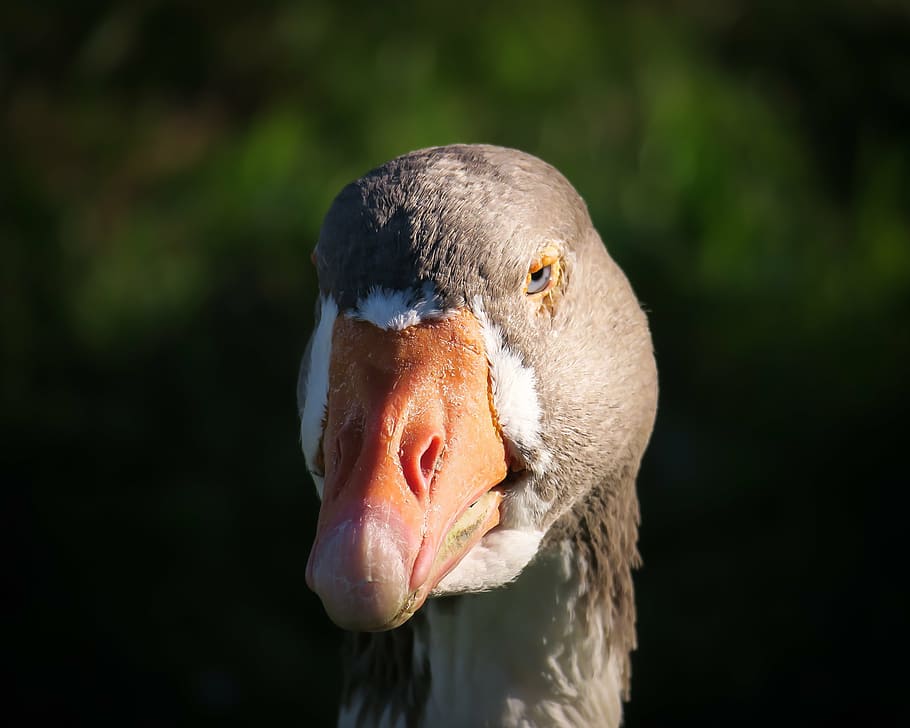 oca, ganter, factura, cap, vista, mira, ocell, plomatge, retrat, animal, naturalesa, bec, vida salvatge, ploma, blanc, vertebrats, temes d'animals, un animal, animals a la natura, fauna animal, centrar-se en primer pla, primer pla, cap gent, part del cos dels animals, dia, cap d’animals, ànec, ocell aquàtic, a l'aire lliure, aus de corral, mirant, ull d’animals, 4K
