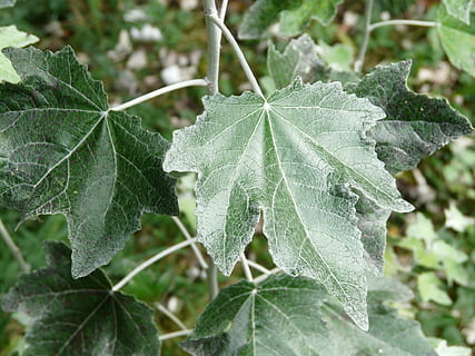 ใบไม้, ปิด, populus alba, ต้นไม้, สีเขียว, ต้นไม้ชนิดหนึ่ง, ต้นไม้ชนิดหนึ่งสีขาว, เรือนกระจกปศุสัตว์, วงศ์สนุ่น, มุ่งเน้นไปที่เบื้องหน้า, ธรรมชาติ, วัน, ใกล้ชิด, ส่วนของพืช, ปลูก, การเจริญเติบโต, ความงามในธรรมชาติ, ไม่มีคน, หลอดเลือดดำใบ, กลางแจ้ง, อุณหภูมิเย็น, ฤดูหนาว, ความบอบบาง, รูปแบบธรรมชาติ, ความอ่อนแอ, อาหาร, 2K, CC0, โดเมนสาธารณะ, ค่าลิขสิทธิ์ฟรี