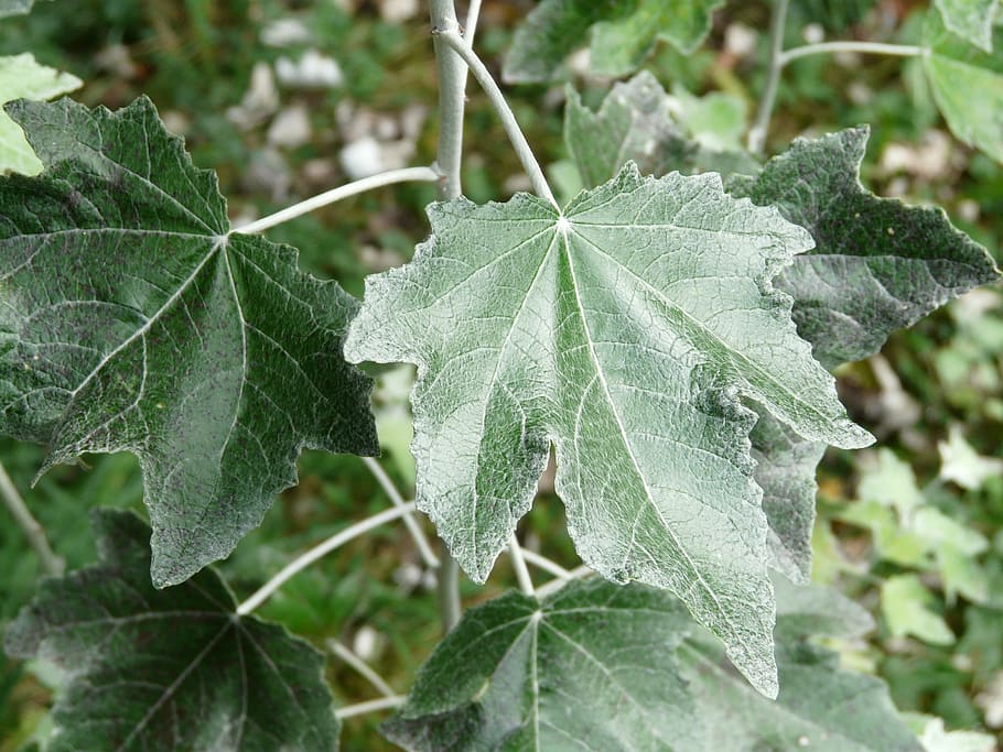 full, tancar, populus alba, arbre, verd, àlber, àlber blanc, hivernacle de pasturatge, Salicàcies, color verd, centrar-se en primer pla, naturalesa, dia, primer pla, part de la planta, planta, creixement, bellesa a la natura, cap gent, vena de la fulla, a l'aire lliure, temperatura de fred, hivern, fragilitat, patró natural, vulnerabilitat, menjar, fulles, 2K