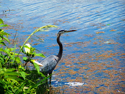 lake, reflection, sky, clouds, water, outdoors, nature, eco system, living things, blue heron, bird, water bird, wildlife, animal, pond, feathers, habitat, wetland, natural, animal themes, vertebrate, animals in the wild, one animal, animal wildlife, heron, no people, day, great blue heron, perching, plant, high angle view, 2K, CC0, public domain, royalty free