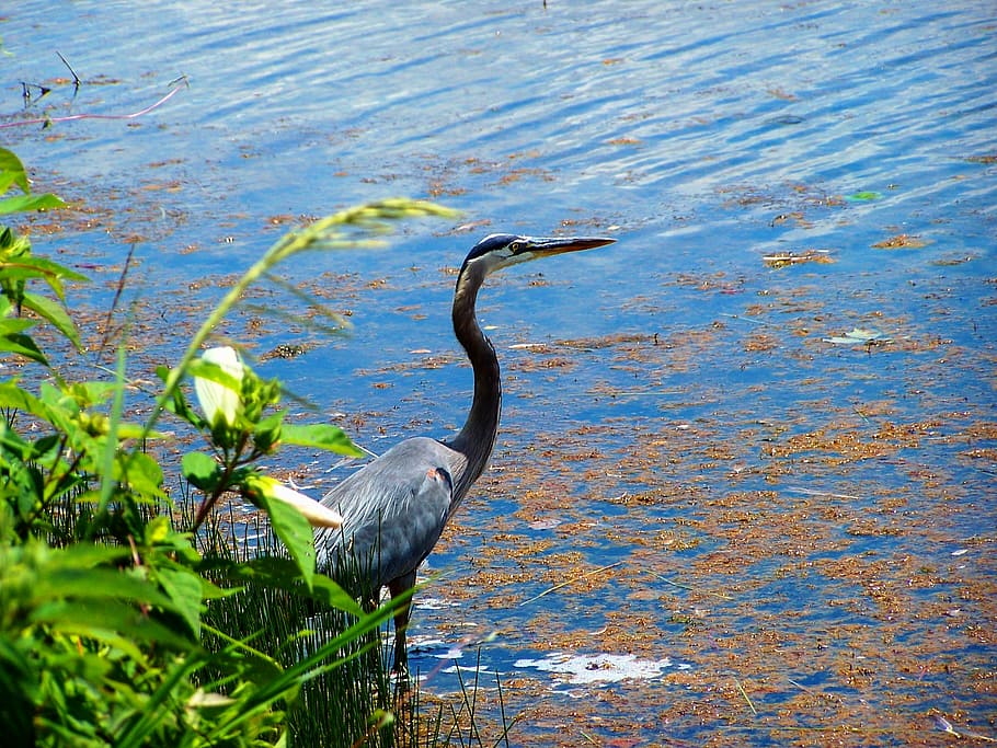 sø, afspejling, himmel, skyer, vand, udendørs, natur, økosystem, levende ting, blå heron, fugl, vand fugl, dyreliv, dyr, Dam, fjer, levested, vådområde, naturlig, dyre temaer, hvirveldyr, dyr i naturen, et dyr, hejre, ingen mennesker, dag, stor blå heron, perching, plante, høj vinkel visning, 2K