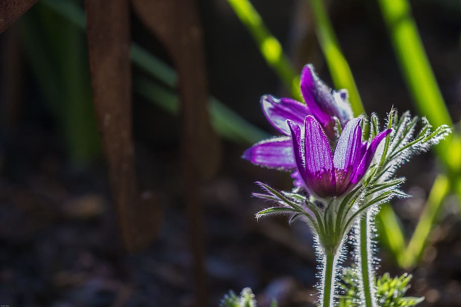 pasque Blume, Blume, Blume, Frühling, Blüte, Blume, Frühling, blühen, Blumengarten, Garten, Natur, Pflanze, Frühlingsblumen, Zierpflanze, lila, Zerbrechlichkeit, keine Leute, blühende Pflanze, Wachstum, Frische, Verletzlichkeit, Schönheit in der Natur, Nahansicht, Fokus auf den Vordergrund, Blütenkopf, Blütenstand, Blütenblatt, selektiver Fokus, Tag, draußen, Land, Iris, Kelchblatt, 5K