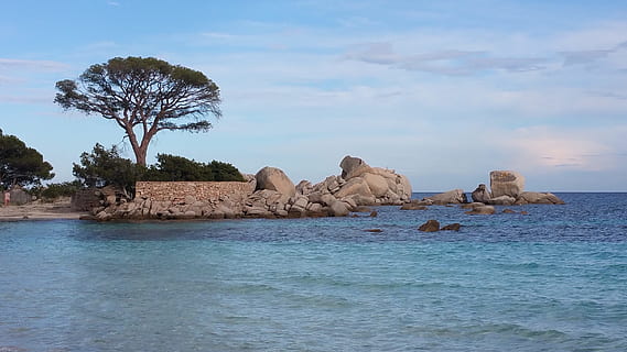 pi, platja, cors, pi, platja, aigua, naturalesa, cel, davant del mar, bellesa a la natura, a l'aire lliure, arbre, rock, mar, rock - object, sòlid, núvol - cel, escenics - natura, planta, escena tranquil·la, tranquil·litat, dia, cap gent, terra, 2K, CC0, domini públic, lliure de regalies