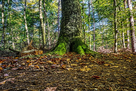 bosc, registre, molsa, verd, fulles, camí forestal, gravació de la natura, naturalesa, hdr, rang dinàmic alt, contrast, sol, tardor, arbre, terra, planta, tronc, tronc de l'arbre, creixement, bellesa a la natura, tranquil·litat, part de la planta, full, escena no urbana, canvi, dia, color verd, escena tranquil·la, cap gent, a l'aire lliure, caure, ruta, 5K, CC0, domini públic, lliure de regalies