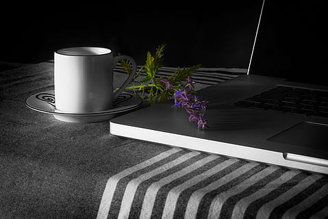 blanc, ceràmica, tassa, plat, al costat, negre, portàtil, mac, poma, ipad, oficina, a casa, natura morta, planta, taula, flor, planta amb flors, tecnologia, a l'interior, naturalesa, refresc, cap gent, ordinador, beure, tassa de cafè, frescor, tecnologia sense fils, creixement, connexió, vista d’angle alt, cap de flor, vaixella, teclat, planta d'interior, 5K, CC0, domini públic, lliure de regalies