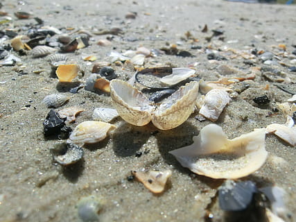 Schale, Meer, Strand, Muscheln, Sandstrand, Sommer-, sonniger Tag, Land, selektiver Fokus, Natur, Nahansicht, Tag, Sand, Tierwelt, keine Leute, solide, Tier, Tierhülle, Rock, Muschel, Wasser, Tiere in freier Wildbahn, High Angle View, Tierthemen, draußen, Marine, Oberflächenniveau, 4K