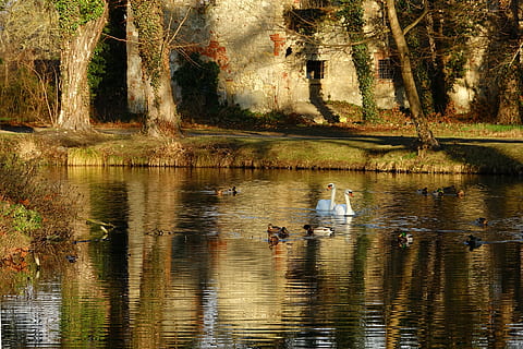 acque, riflessione, natura, fiume, cigni, rovinare, acqua, albero, lago, pianta, lungomare, bellezza nella natura, uccello, animale, temi animali, gruppo di animali, fauna selvatica, animali allo stato selvatico, giorno, foresta, vertebrato, la tranquillità, nuoto, all'aperto, 5K, CC0, dominio pubblico, privo di copyright