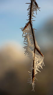 leaf, leaves, tree, white, winter, ice, snow, crystal, frost, cold, plant, nature, dormant, resting, twig, branch, wood, bud, no people, one animal, outdoors, day, close-up, animal themes, sky, focus on foreground, beauty in nature, tranquility, selective focus, water, cold temperature, sunlight, fragility, spiked, dead plant, dry, vulnerability, spiky, wilted plant, 5K, CC0, public domain, royalty free