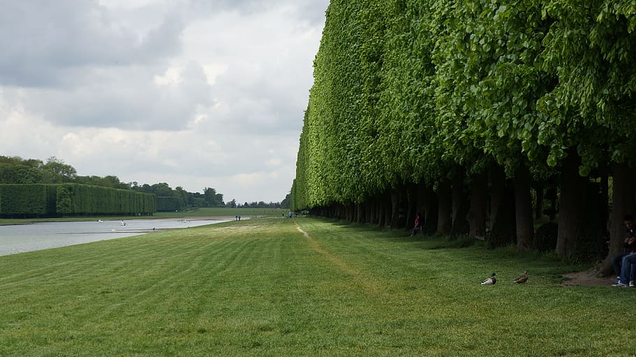 herba, arbre, enreixat, verd, naturalesa, primavera, parc, vegetació, retallat, el rierol, planta, color verd, cel, dia, creixement, núvol - cel, bellesa a la natura, escena tranquil·la, tranquil·litat, escenics - natura, terra, paisatge, camp, medi ambient, a l'aire lliure, cap gent, treelined, cobertura, 4K