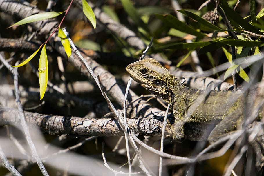 verde, iguana, grigio, ramo, giorno, superficiale, fotografia a fuoco, giallo, lucertola, rettile, albero, le foglie, temi animali, animale, fauna selvatica, animali allo stato selvatico, un animale, vertebrato, pianta, nessuno, natura, camuffare, all'aperto, messa a fuoco selettiva, parte del corpo animale, avvicinamento, ambiente, scala animale, foresta pluviale, 5K
