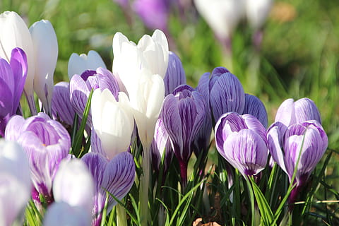 crocus, musim semi, menanam, violet, sinar matahari, mekar penuh, dekat, putih, bunga, tanaman berbunga, ungu, kesegaran, keindahan di alam, kerapuhan, kerentanan, pertumbuhan, merapatkan, daun bunga, bunga tulp, alam, iris, kepala bunga, hal berkembang, bidang, hamparan bunga, tidak ada orang, di luar rumah, taman hias, fokus lembut, 5K, CC0, domain publik, bebas royalti