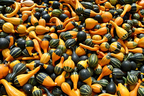bunke, rund, gul, orange, vegetabilsk parti, græskar, squash, efterår, mad, halloween, grøntsag, ferie, taksigelse, sæson, natur, oktober, sæson-, gård, sund og rask, landbrug, festlig, lappe, frisk, vegetarisk, farverig, grøn, dekoration, festival, havearbejde, høst, traditionel, have, organisk, november, donkraft, lykkelig, lanterne, veganer, mad og drikke, sund kost, velvære, fuld ramme, friskhed, baggrunde, overflod, stor gruppe af objekter, til salg, orange farve, ingen mennesker, dag, marked, detail, stilleben, tæt på, 5K, CC0, offentligt domæne, royaltyfrie