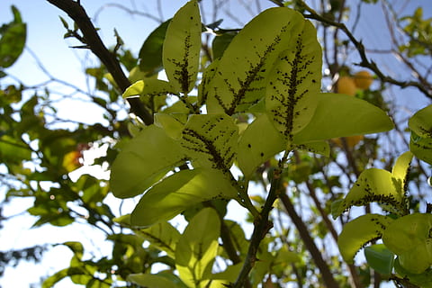 hoja, árbol, planta, arboles, naturaleza, verde, hojas verdes, rama, otoño, cielo, el maletero, luz solar, sombra, Fruta, cítrico, Plaga, naranja, pulgón, infestación, insectos, azul, jardín, clorofila, parte de la planta, vista de ángulo bajo, crecimiento, color verde, de cerca, nadie, belleza en la naturaleza, centrarse en primer plano, día, al aire libre, luz del sol, frescura, tranquilidad, amarillo, hojas, 1080P, CC0, dominio público, libre de derechos
