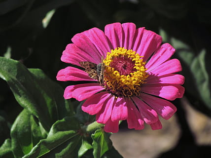 Ercan, daniel, Highland, blomst, blomstrende plante, skjørhet, petal, sårbarhet, vekst, skjønnhet i naturen, friskhet, anlegg, blomsterhodet, inflorescence, nærbilde, pollen, rosa farge, fokusere på forgrunnen, natur, Zinnia, ingen folk, dag, utendørs, pollinering, 1080P, CC0, offentlig domene, opphavsrett gratis