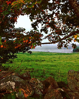 colors, boira, llum, tardor, arbre, ombra, pedres, paisatges, màgia, naturalesa, boira de tardor, encara, atmosfera, llac, aigua, bosc, bellament, suècia, full, vistes, prats, llit, herba, lava, molsa, taronja, groc, fred, misteri, camp, planta, tranquil·litat, terra, escena tranquil·la, bellesa a la natura, creixement, paisatge, escenics - natura, color verd, cel, medi ambient, cap gent, dia, escena rural, a l'aire lliure, escena no urbana, 2K, CC0, domini públic, lliure de regalies