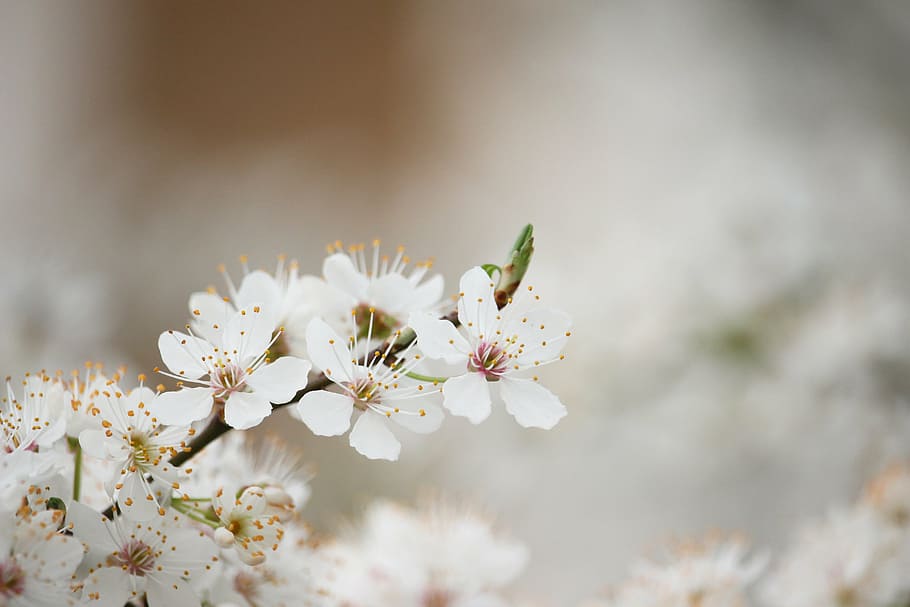 fotografia de tret macro, blanc, cirera, flor, vacances de primavera, bogeria de marxa, avançar, floració de primavera, arbre amb flors, com fotografiar arbres en flor, flor blanca, Color blanc, fragilitat, naturalesa, primavera, creixement, arbre, pomera, branca, planta amb flors, frescor, planta, vulnerabilitat, primer pla, bellesa a la natura, flor de cirerer, cap de flor, arbre fruiter, cap gent, dia, cirerer, pol·len, a l'aire lliure, brillant, Ram de flors, 5K