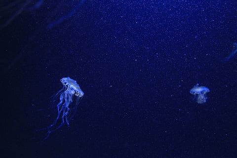 meduse blu, Due, Medusa, subacqueo, mare, animale, natura, blu, animale da nuoto, acqua, vita marina, nessuno, notte, astronomia, stella - spazio, temi animali, animali allo stato selvatico, nuoto, fauna selvatica, marino, invertebrato, sottomarino, gruppo di animali, avvicinamento, acquario, galleggia sull'acqua, 4K, CC0, dominio pubblico, privo di copyright