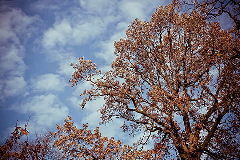 træ, landskab, natur, Skov, himmel, lund, skyer, humør, plante, efterår, flora, blade, falde blade, gyldne efterår, blad, sæson, udendørs, afdeling, gul, sky - himmel, lav vinkel visning, skønhed i naturen, vækst, ingen mennesker, dag, lave om, ro, blomstrende plante, blomst, scenics - natur, blomstre, rolig scene, kirsebær blomst, 4K, CC0, offentligt domæne, royaltyfrie