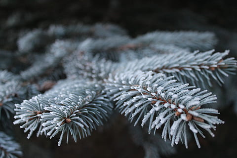 fokus fotografie, Weiß, Blatt Pflanze, Fokus, Fotografie, Blatt, Pflanze, Frost, Ast, Kiefer, Fichte, iglak, Baum, Nadeln, Natur, Zweige, Weihnachtsbaum, Nadelholz, Wald, Grün, Zweig, Tannenzapfen, Nadelbaum, Seelenfrieden, Makro, Nahansicht, schöne Ferien, Herbst, Ornament, Tannennadeln, Weihnachten, Landschaft, die Details der, Pflanzen, Weihnachtskopfschmuck, Winter, kalte Temperatur, Schnee, Schneeflocke, gefroren, Wetter, keine Leute, Pinaceae, Fokus auf den Vordergrund, Eis, selektiver Fokus, Tag, Schönheit in der Natur, Wachstum, Tannenbaum, Nadel - Pflanzenteil, draußen, Kiefernwald, 5K, CC0, gemeinfrei, lizenzfrei