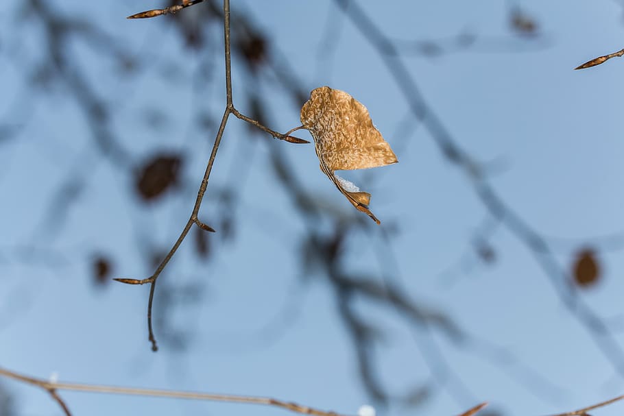 blad, afdeling, træ, æstetisk, grene, Brun, Kahl, visne, plante, fokus på forgrunden, natur, kold temperatur, plante del, tæt på, Kvist, vinter, tør, ingen mennesker, sne, dag, skønhed i naturen, ro, udendørs, plantestamme, død plante, tørret, visnet plante, blade, 5K